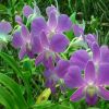 Udon Sunshine Orchid Farm